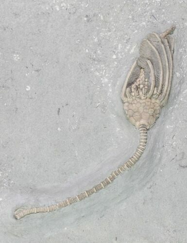 Crinoid (Macrocrinus) Fossil - Crawfordsville, Indiana #87979